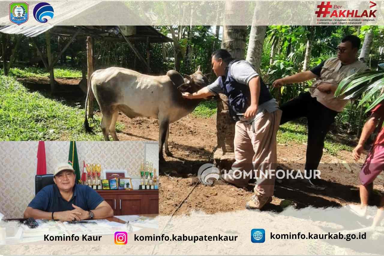 Antisipasi Penyebaran Penyakit Sapi Ngorok, 1000 Ternak Divaksin