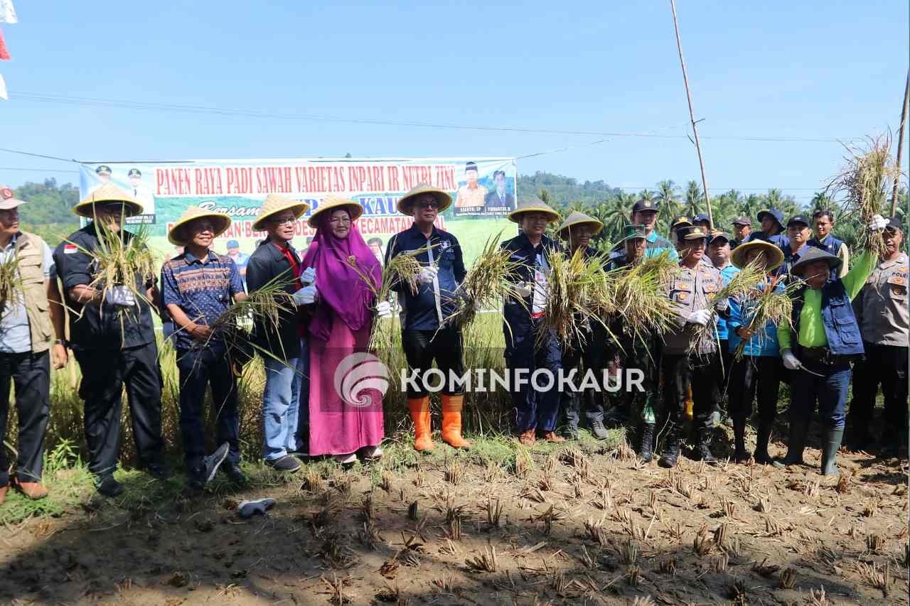 Panen Raya Padi Varietas Inpari IR Nutri Zinc, Bupati : Kaur Bisa Jadi Lumbung Padi 