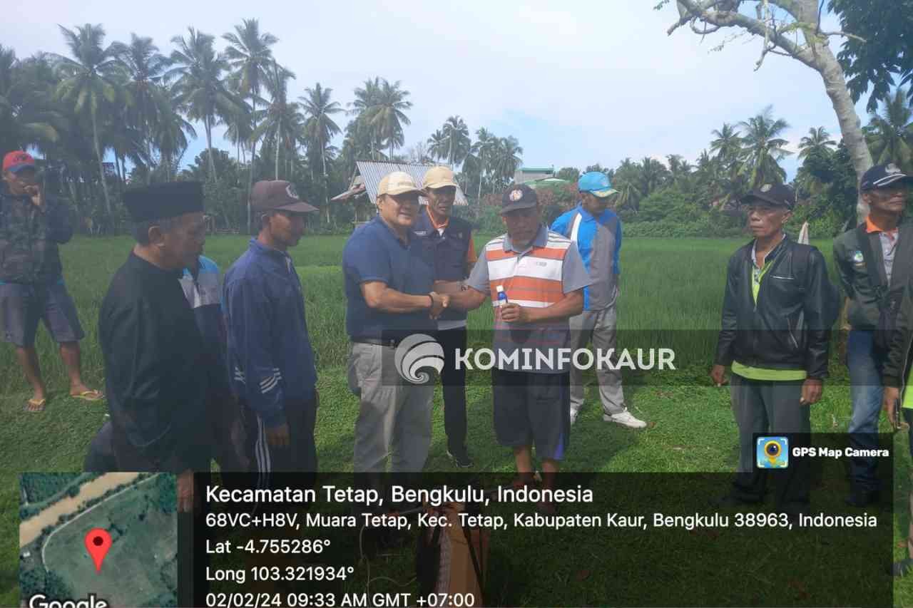 Penyakit Blas dan Kresek Serang Tanaman Padi Hamparan Damar Kaca 