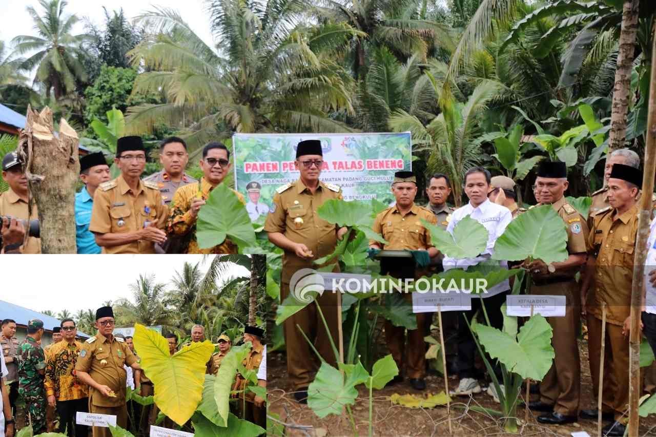 Jadi Komoditas Ekspor, Petani Naga Rantai Budidaya Talas Beneng