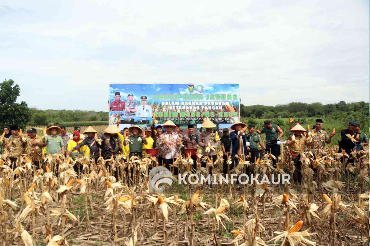 Program Ketahanan Pangan, Bupati Bersama Dandim Panen Raya Jagung